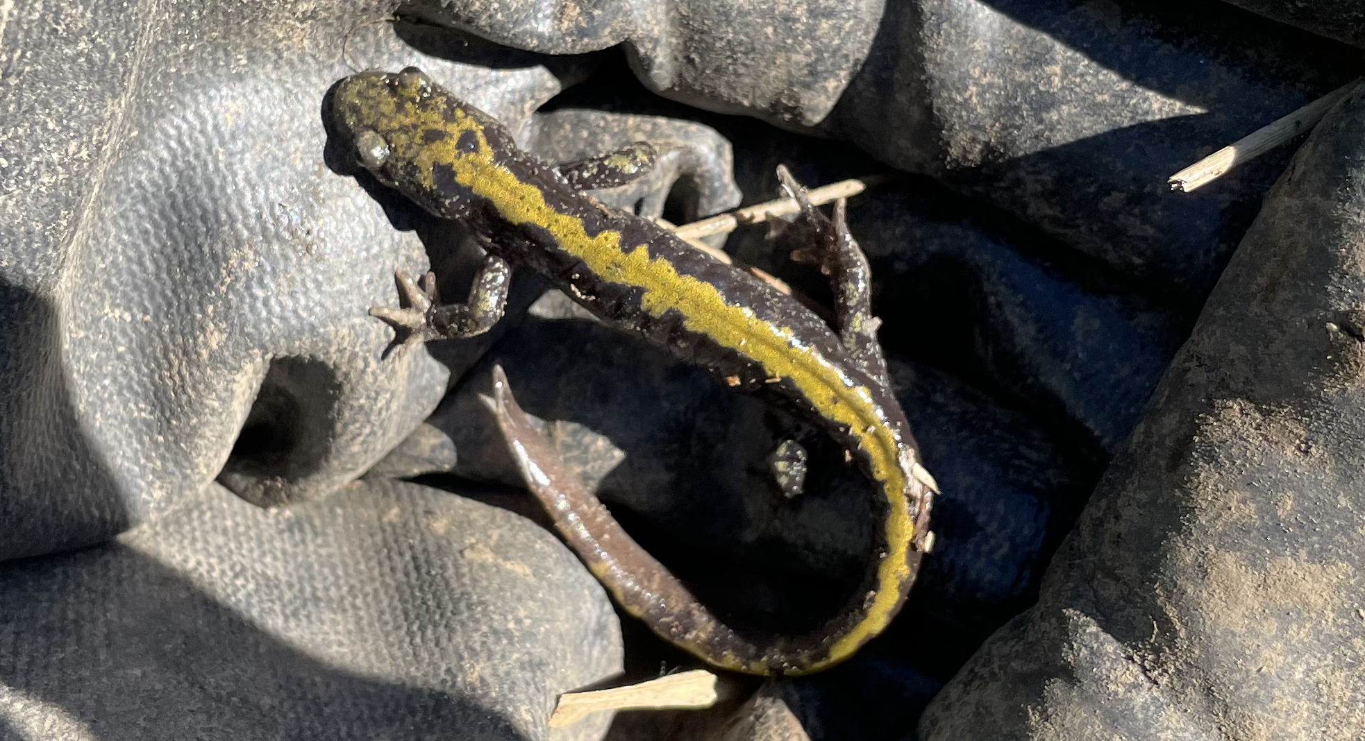 Okanagan salamanders, skinks and lizards have some bizarre features | iNFOnews.ca