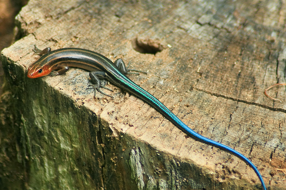 Okanagan salamanders, skinks and lizards have some bizarre features | iNFOnews.ca