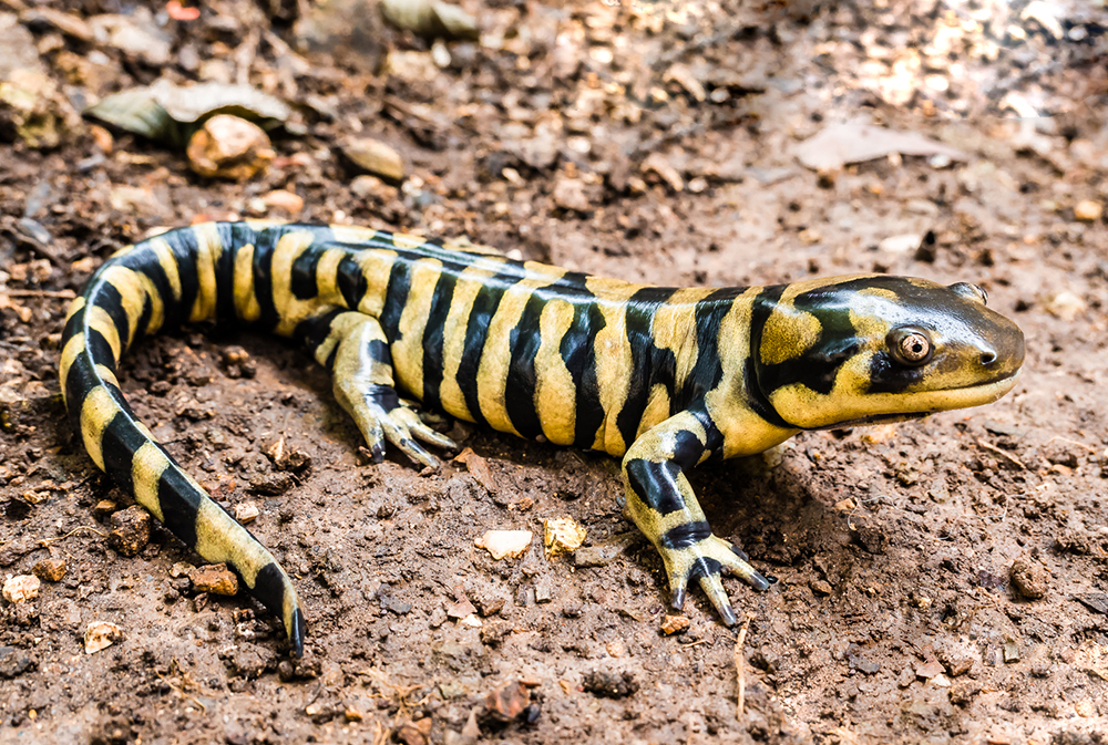 Okanagan salamanders, skinks and lizards have some bizarre features | iNFOnews.ca