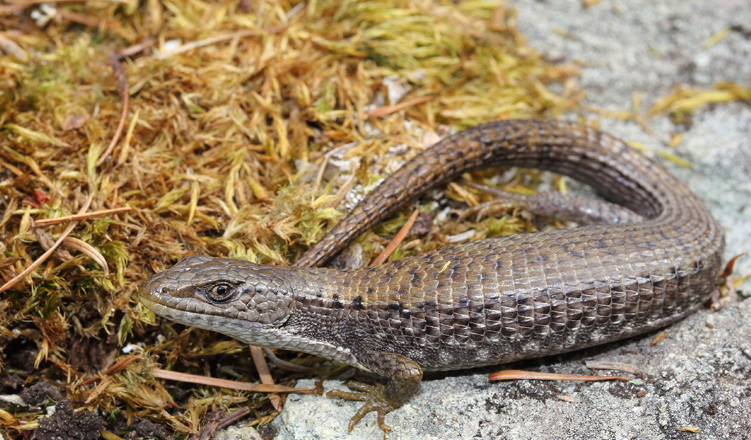 Okanagan salamanders, skinks and lizards have some bizarre features | iNFOnews.ca