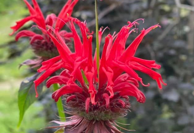 iN PHOTOS: Botanic gardens open for tours in Falkland this summer | iNFOnews.ca iN PHOTOS: Botanic gardens open for tours in Falkland this summer | iNFOnews.ca