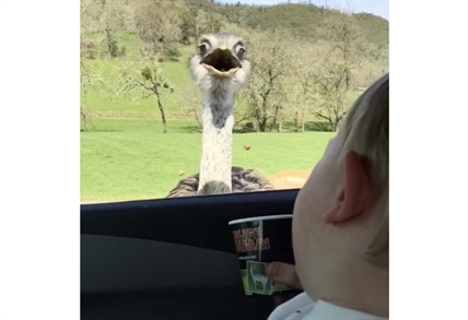 TRENDING NOW: Ostrich tickles adorable toddler's funny bone | iNFOnews.ca