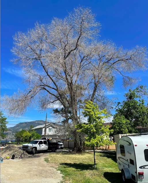 UPDATE: 'Tragic and senseless': Vandals are poisoning trees in Kelowna | iNFOnews.ca
