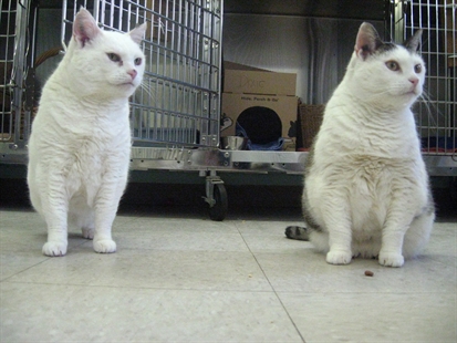 Looking for a forever home, Vernon SPCA pets of the week | iNFOnews.ca