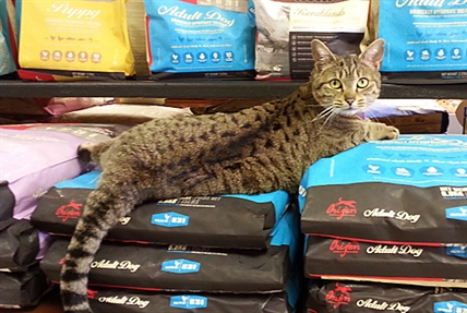 Bold thieves steal Buckerfields' 'famous' cat | iNFOnews.ca Bold thieves steal Buckerfields' 'famous' cat | iNFOnews.ca