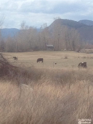 Coroner confirms identity of man found dead near Mission Flats Road | iNFOnews.ca