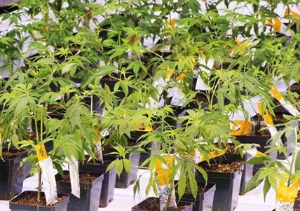 Aurora Cannabis buys controlling stake in Bevo Agtech | iNFOnews.ca
