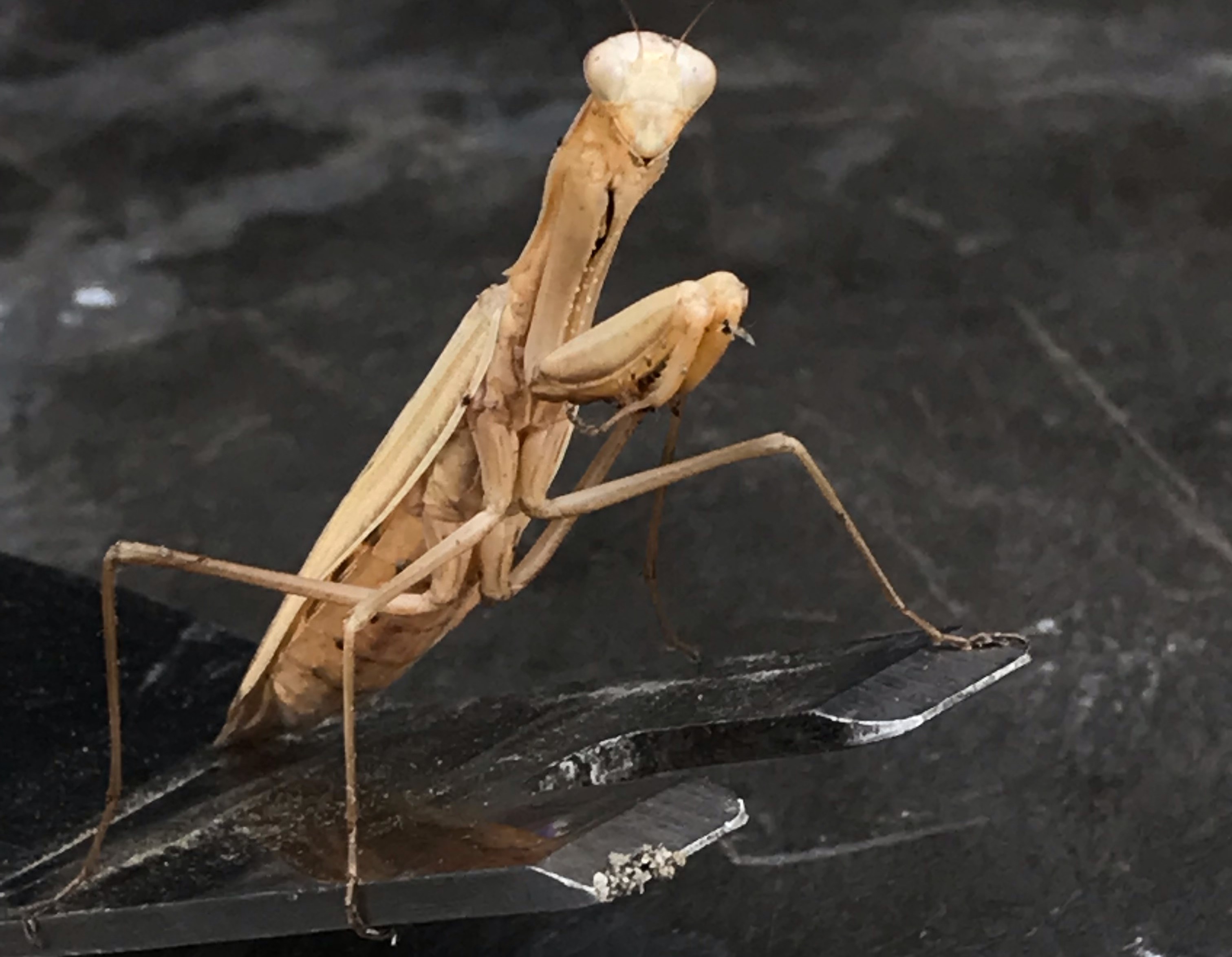 iN PHOTOS: Praying mantis spotted in Kamloops strikes a pose | iNFOnews.ca