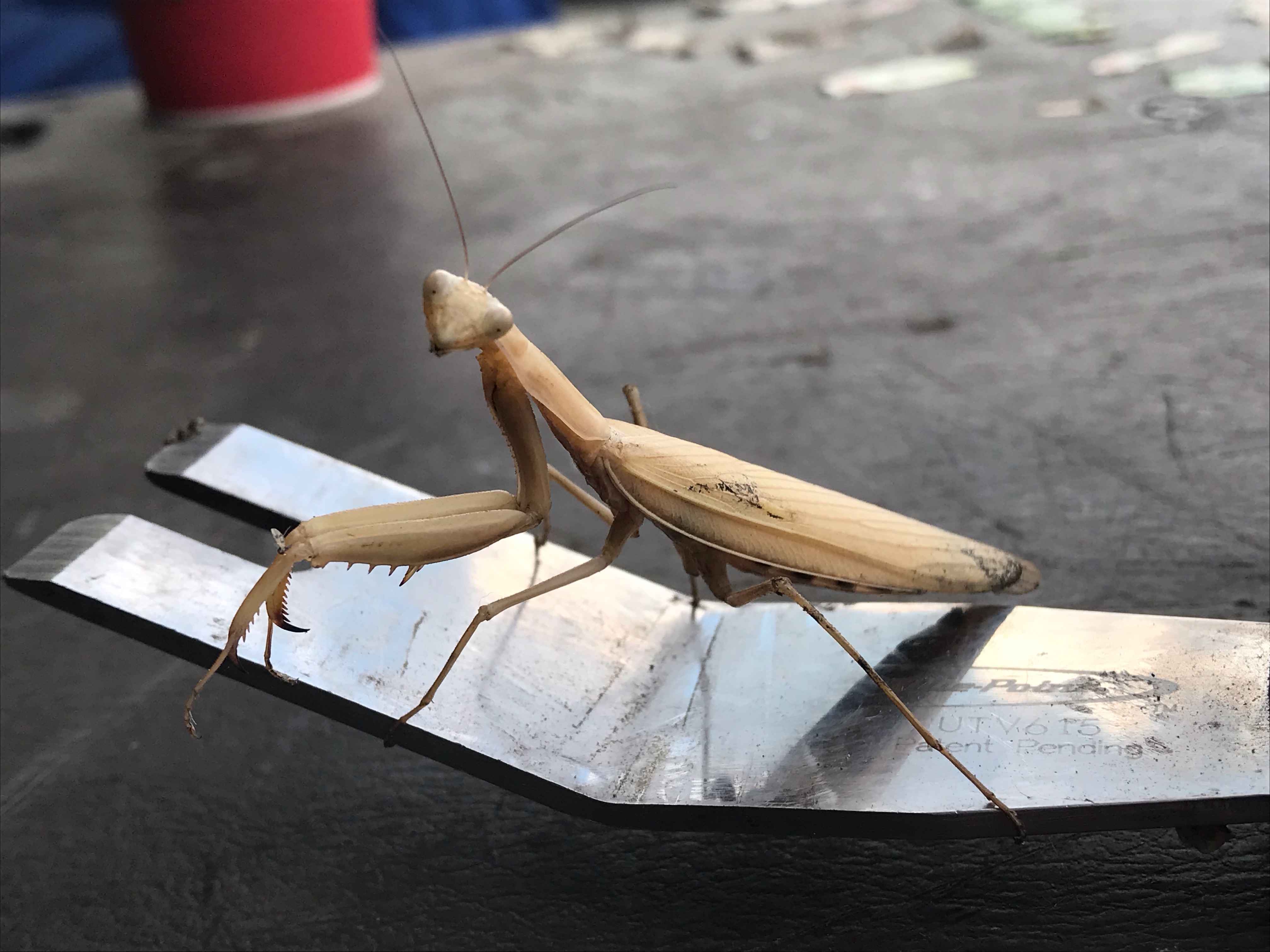 iN PHOTOS: Praying mantis spotted in Kamloops strikes a pose | iNFOnews.ca