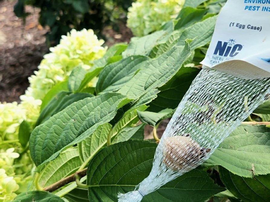 Kamloops gardener expects to be startled by her own pest control experiment | iNFOnews.ca