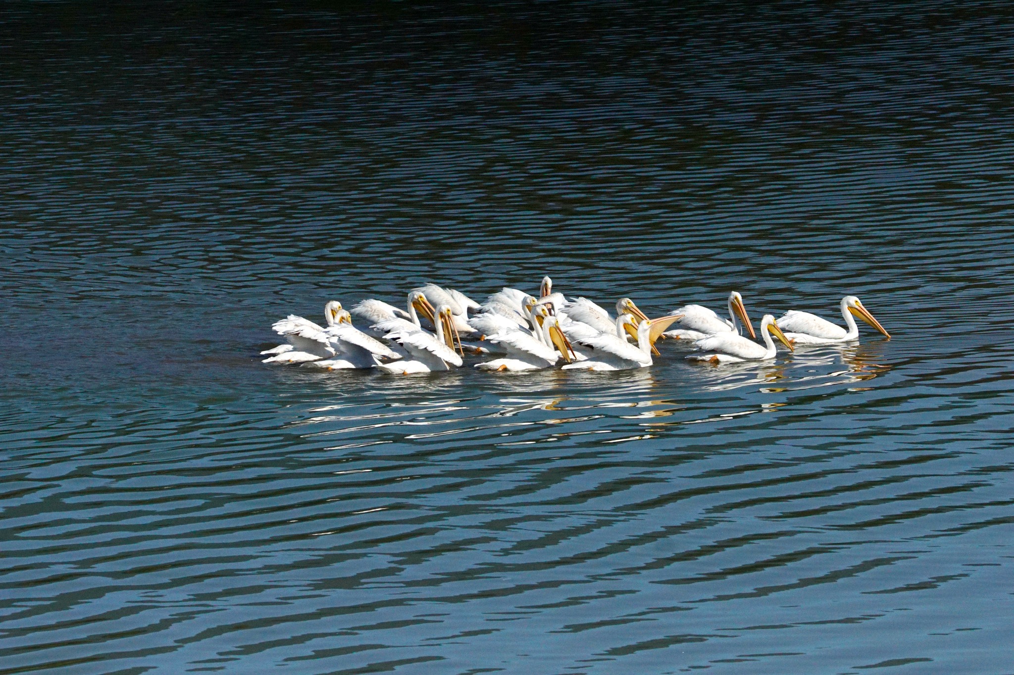 iN PHOTOS: Pelicans fish on Interior lakes before flying south | iNFOnews.ca iN PHOTOS: Pelicans fish on Interior lakes before flying south | iNFOnews.ca