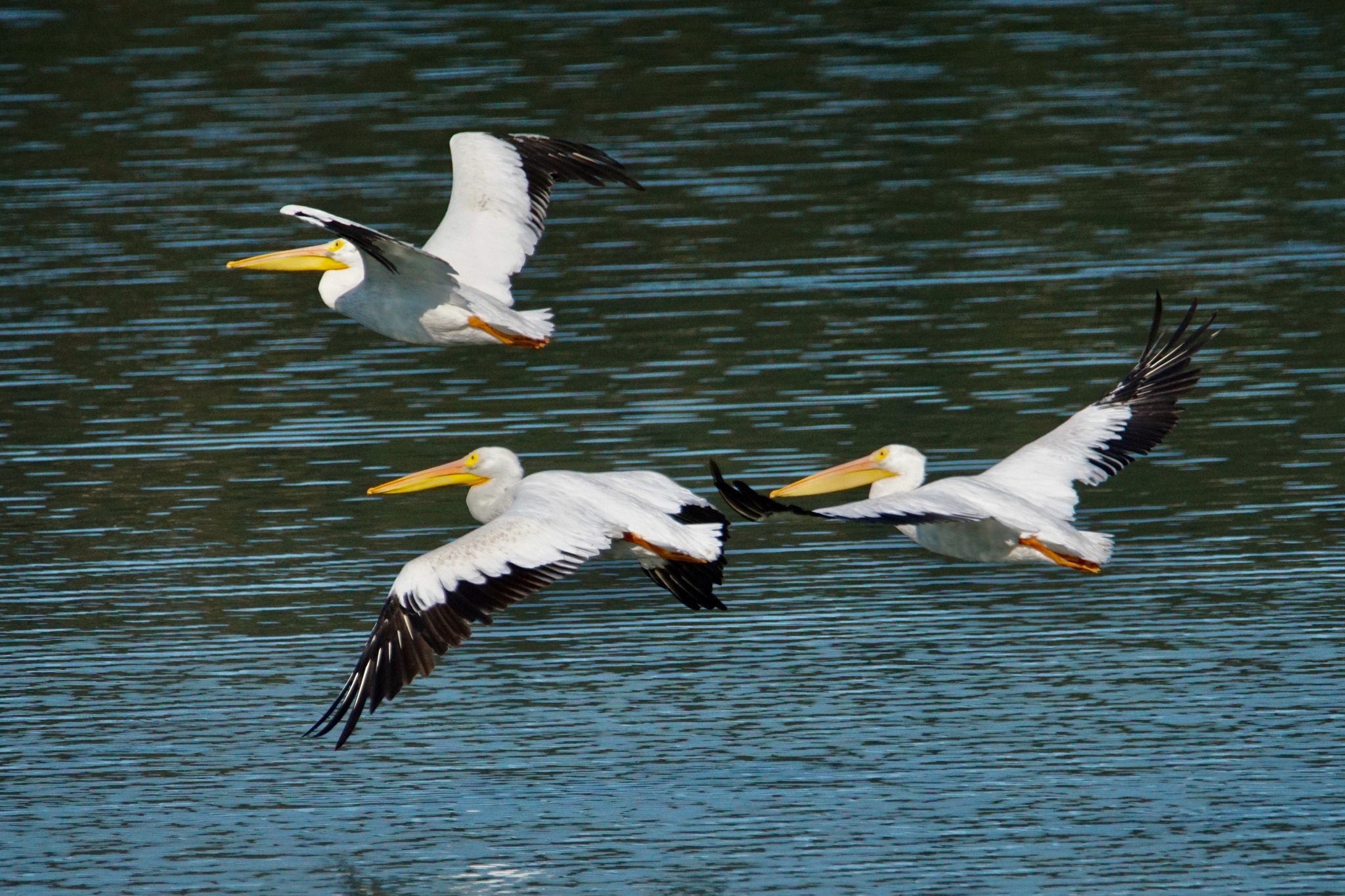 iN PHOTOS: Pelicans fish on Interior lakes before flying south | iNFOnews.ca iN PHOTOS: Pelicans fish on Interior lakes before flying south | iNFOnews.ca