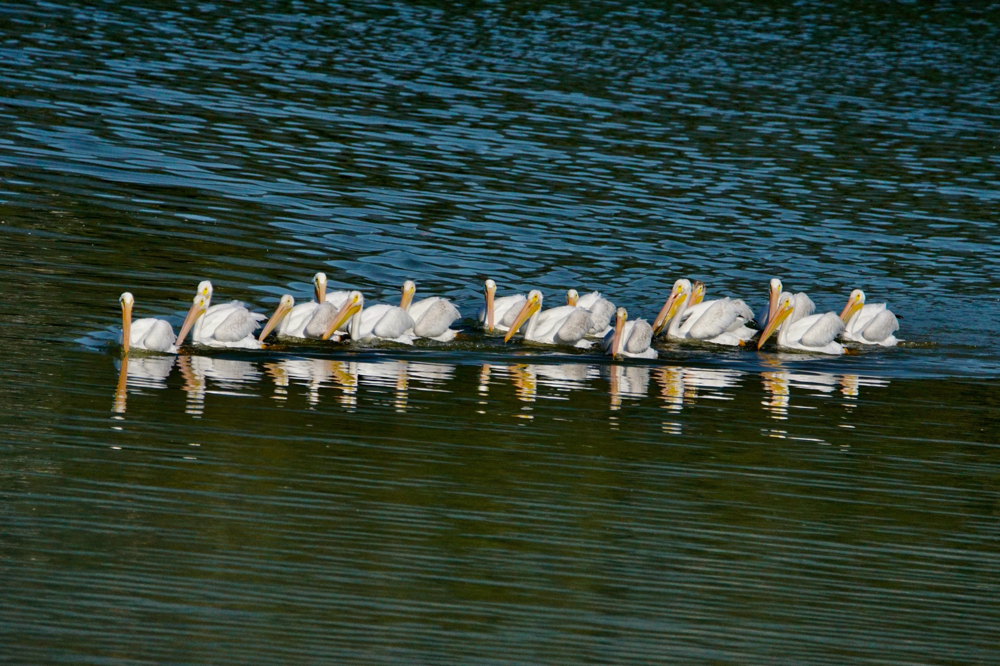 iN PHOTOS: Pelicans fish on Interior lakes before flying south | iNFOnews.ca iN PHOTOS: Pelicans fish on Interior lakes before flying south | iNFOnews.ca