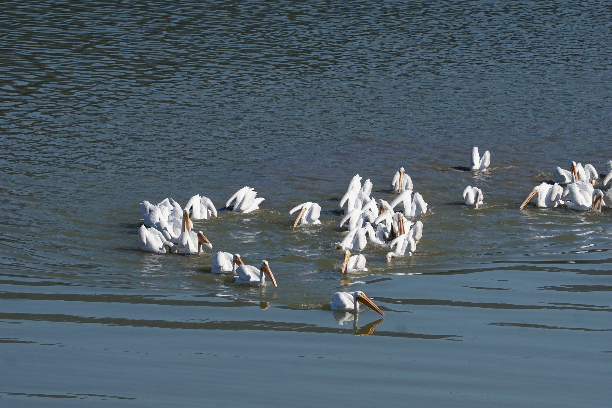 iN PHOTOS: Pelicans fish on Interior lakes before flying south | iNFOnews.ca iN PHOTOS: Pelicans fish on Interior lakes before flying south | iNFOnews.ca