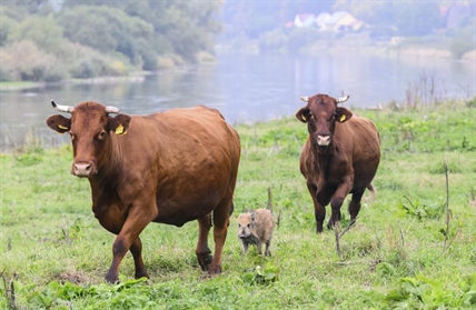 Herd the news? Wild boar piglet adopted by cows | iNFOnews.ca