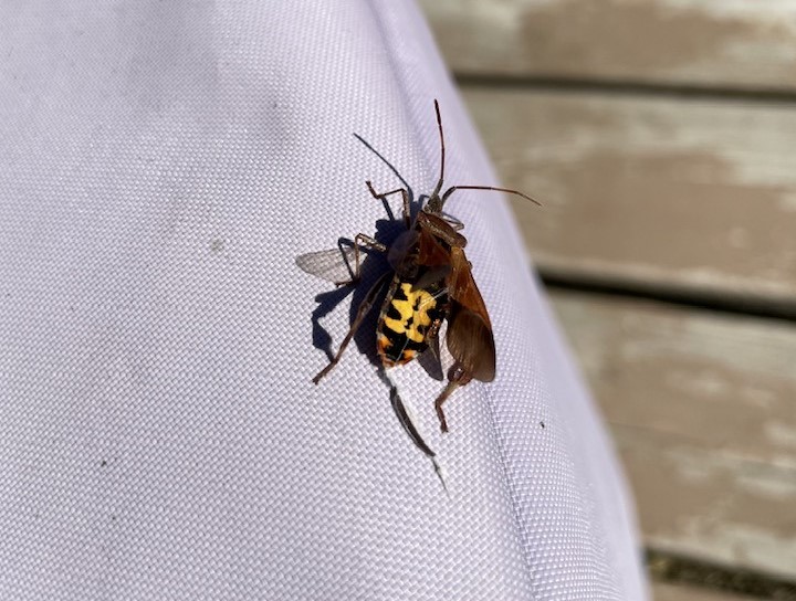 Stinky seed bug boom bugging residents in Shuswap, Kamloops and Okanagan | iNFOnews.ca