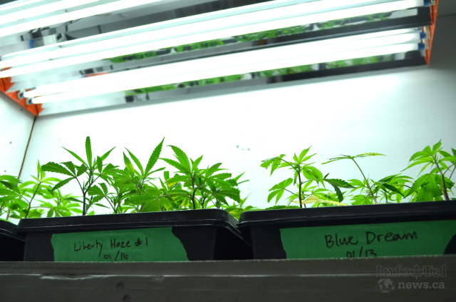 An inside look at growing marijuana, legally, in the Okanagan | iNFOnews.ca