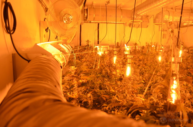 An inside look at growing marijuana, legally, in the Okanagan | iNFOnews.ca