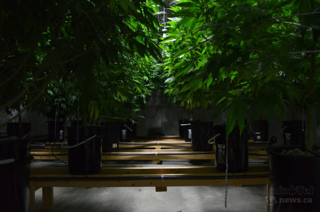 An inside look at growing marijuana, legally, in the Okanagan | iNFOnews.ca