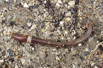 The next invasive garden threat? A slithering, jumping worm | iNFOnews.ca