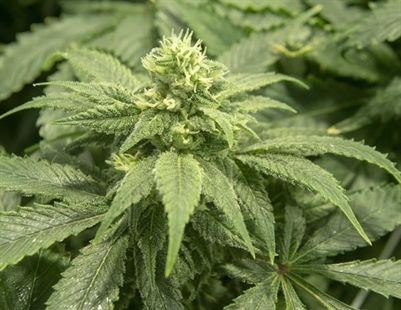 The Green Organic Dutchman signs deal to merge with BZAM Cannabis | iNFOnews.ca