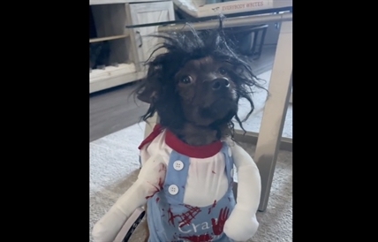 TRENDING NOW: How to tell your dog's not thrilled with his Halloween costume | iNFOnews.ca