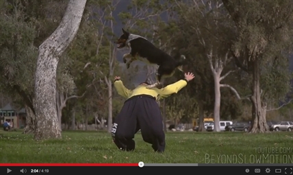 The Parkour Dog | iNFOnews.ca