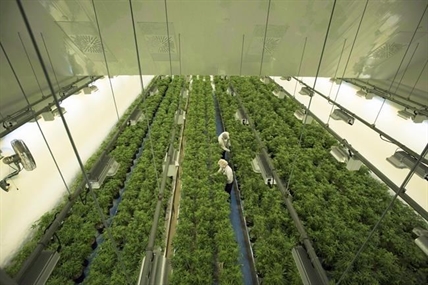 Canopy Growth looks to grow U.S. business with new holding company structure | iNFOnews.ca