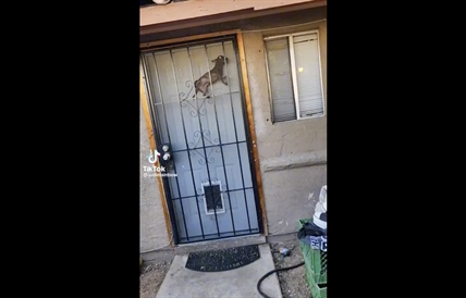 TRENDING NOW: Little dog gets itself into quite the predicament | iNFOnews.ca