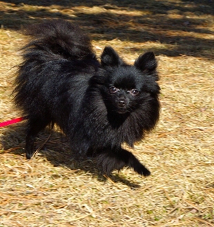 Looking for a forever home, Kamloops SPCA pet of the week | iNFOnews.ca Looking for a forever home, Kamloops SPCA pet of the week | iNFOnews.ca