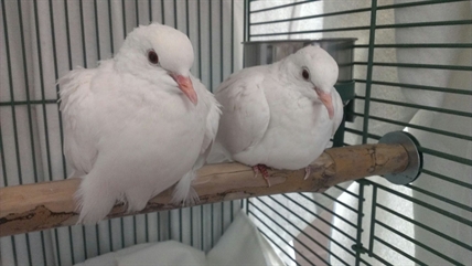 Looking for a forever home, Penticton SPCA Pet of the Week | iNFOnews.ca