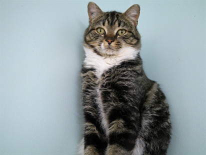 Looking for a forever home, Vernon SPCA pets of the week | iNFOnews.ca