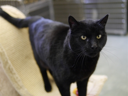 Looking for a forever home, Vernon SPCA pets of the week | iNFOnews.ca