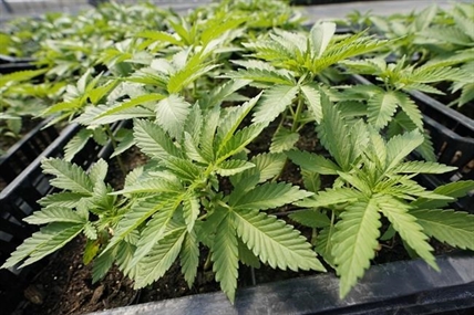 New York issues first licenses for legal pot dispensaries | iNFOnews.ca