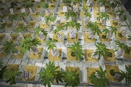 CannTrust execs linked to unlicensed growing caused 'incredible' damage, court hears | iNFOnews.ca