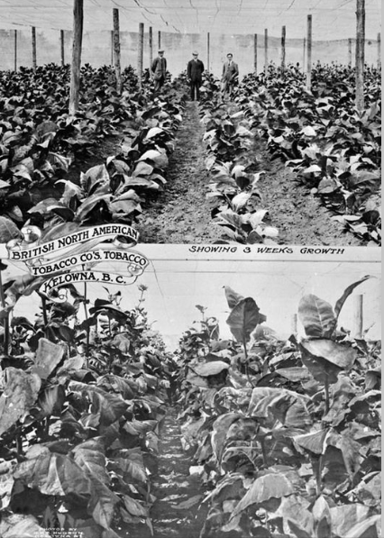 iN PHOTOS: Why tobacco failed to be the Okanagan's biggest crop | iNFOnews.ca