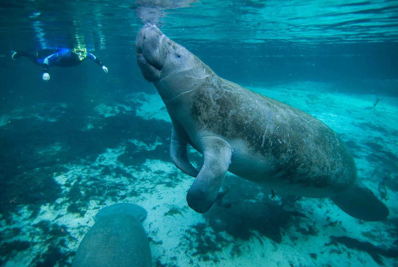 THOMPSON: Seeing manatees in the wild worthy addition to bucket list | iNFOnews.ca