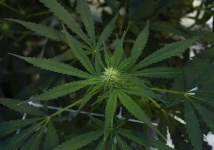 Hexo reports $52.1M net loss in Q2, announces share consolidation | iNFOnews.ca