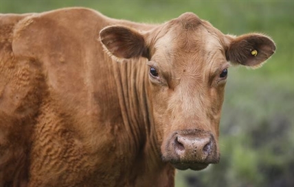 Four cows have been captured in a small Quebec town after months on the loose | iNFOnews.ca