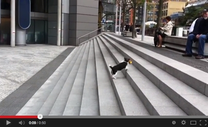 Dog plays with himself | iNFOnews.ca