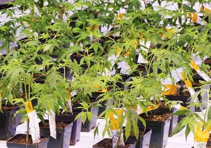 Aurora Cannabis closes sale of Aurora Polaris facility for $15M in gross proceeds | iNFOnews.ca