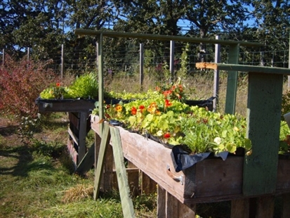 Containers ideal for those with limited garden space or mobility problems | iNFOnews.ca