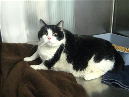 Looking for a forever home, Vernon SPCA pets of the week | iNFOnews.ca Looking for a forever home, Vernon SPCA pets of the week | iNFOnews.ca