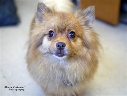 Looking for a forever home, Vernon SPCA pets of the week | iNFOnews.ca Looking for a forever home, Vernon SPCA pets of the week | iNFOnews.ca