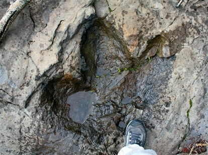 Albertan who stole dino footprints from B.C. is going to jail for 25 days | iNFOnews.ca Albertan who stole dino footprints from B.C. is going to jail for 25 days | iNFOnews.ca