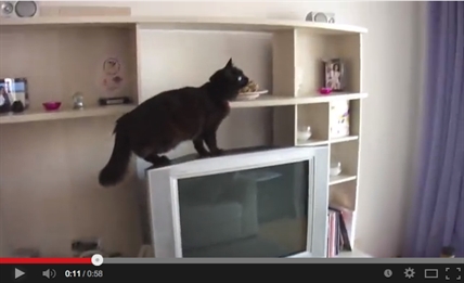 Mission Impurrrsible | iNFOnews.ca