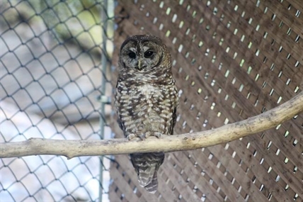 Northern spotted owl found injured near B.C. train tracks two months after release | iNFOnews.ca Northern spotted owl found injured near B.C. train tracks two months after release | iNFOnews.ca