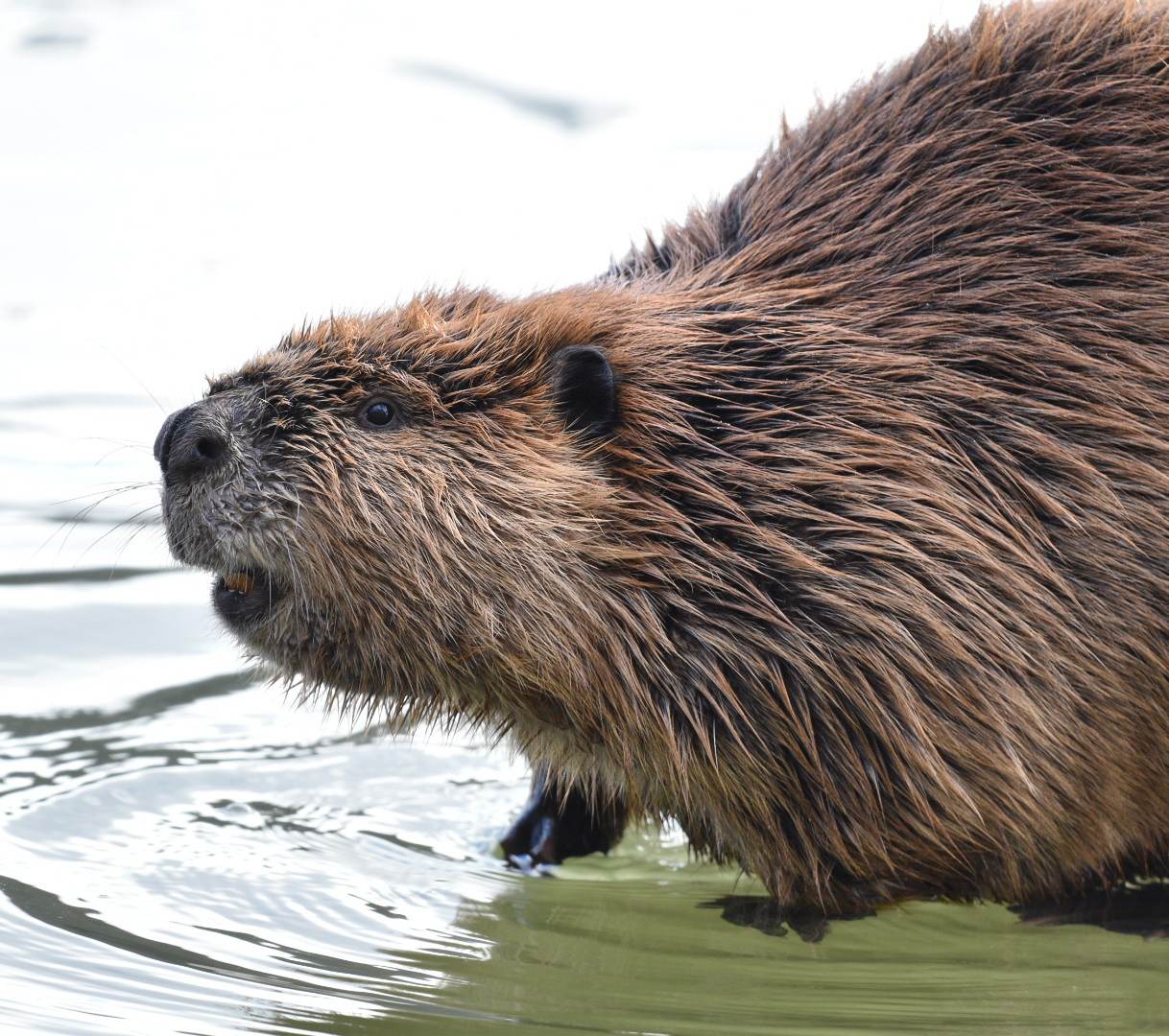iN PHOTOS: Beavers on display in Kamloops park | iNFOnews.ca iN PHOTOS: Beavers on display in Kamloops park | iNFOnews.ca
