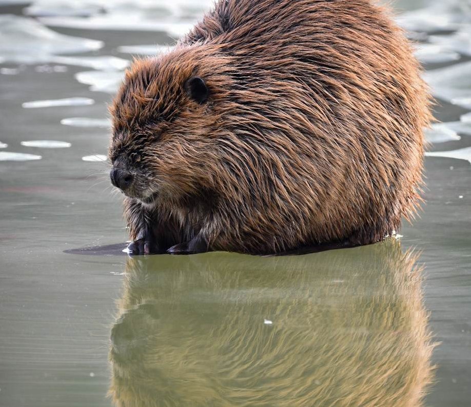 iN PHOTOS: Beavers on display in Kamloops park | iNFOnews.ca iN PHOTOS: Beavers on display in Kamloops park | iNFOnews.ca