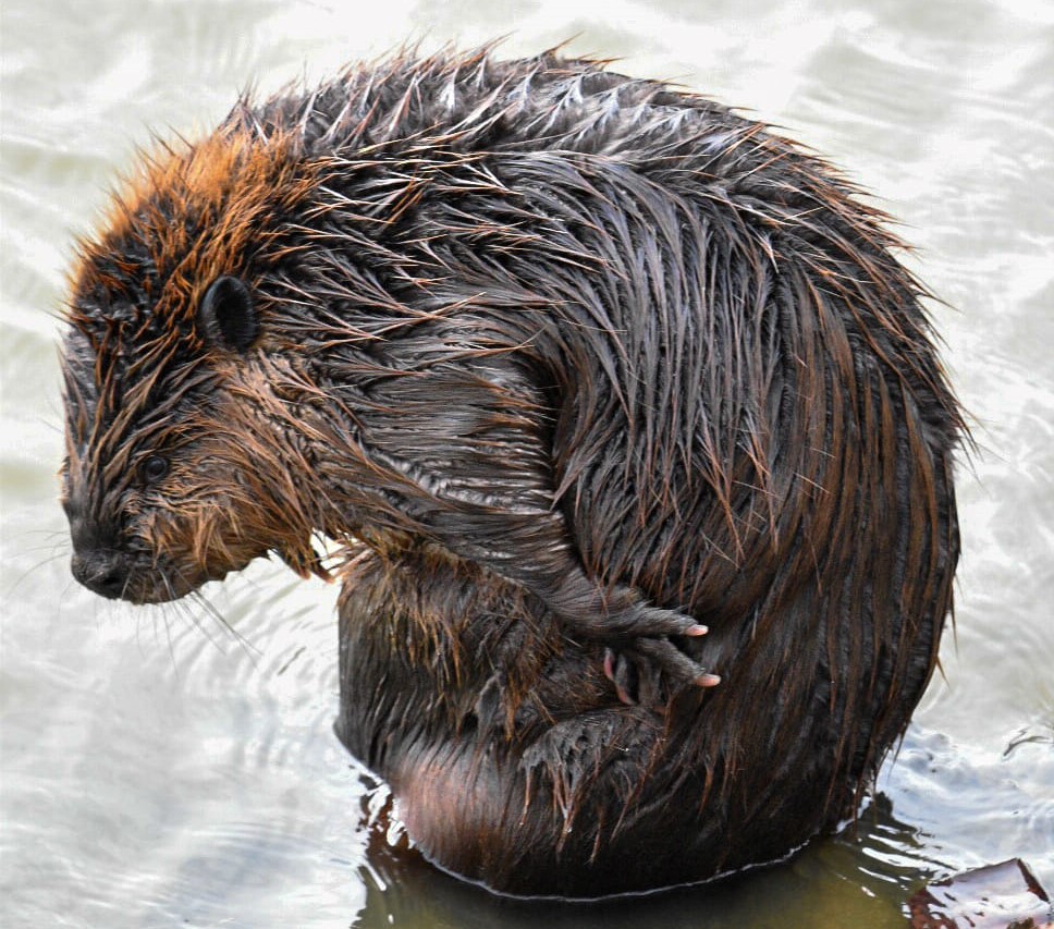 iN PHOTOS: Beavers on display in Kamloops park | iNFOnews.ca iN PHOTOS: Beavers on display in Kamloops park | iNFOnews.ca